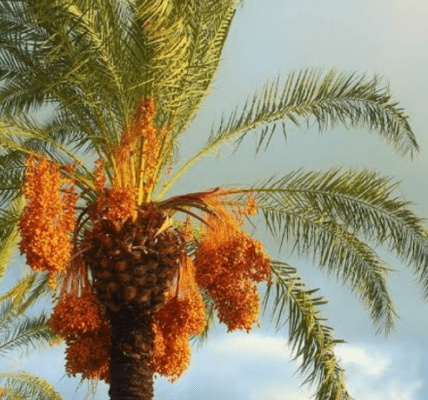 Date Palm Cultivation in Nigeria