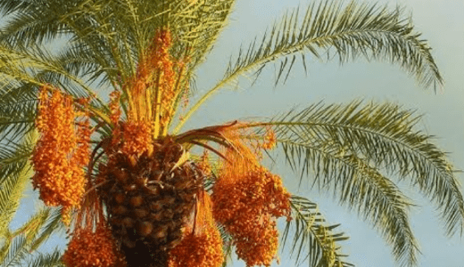 Date Palm Cultivation in Nigeria