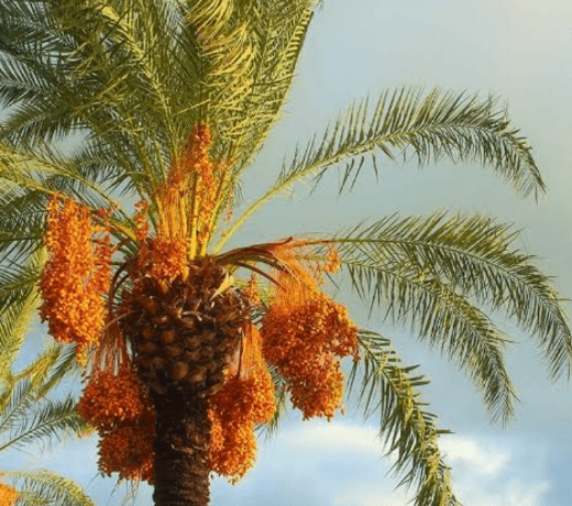 Date Palm Cultivation in Nigeria 