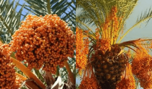 The Economic Importance of Date Palm: A Fruitful Investment