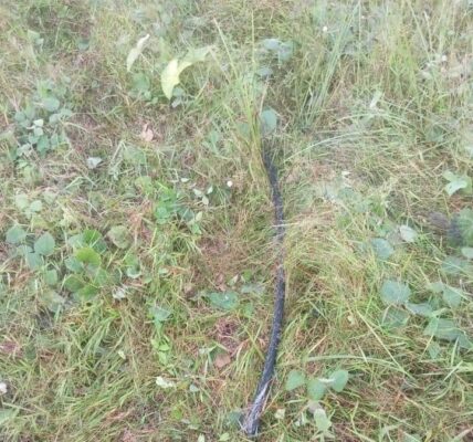 Vandals' Attack Disrupts Ongoing Repairs of Ahoada-Yenagoa 132kV Line, Steal Tower Components from Benin-Egbin, Benin-Omotosho 330kV Transmission Lines