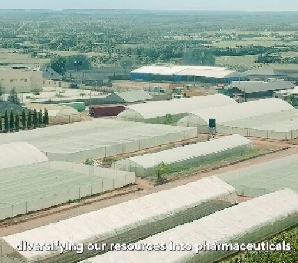 WHAT IF NIGERIA NEVER DISCOVERED OIL — AND BUILT ITS FUTURE ON AGRICULTURE?